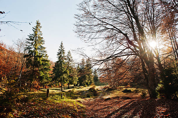 istock High trees and pine trees on autumn forest on sunlight 621987644