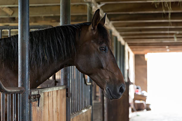 istock horse in the stable 621987660