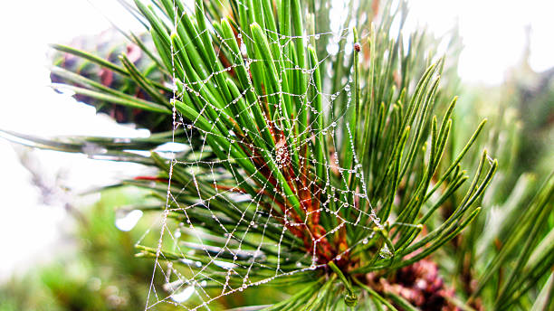 istock Spider web on branch of dwarf cedar tree, Kunashir, Russia 621987750