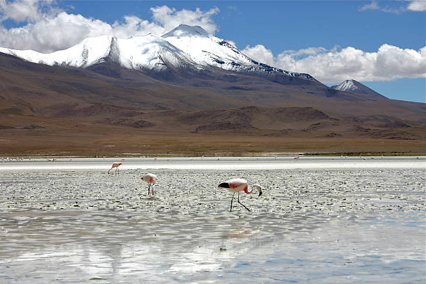 istock flamingos in bolivia 621988448