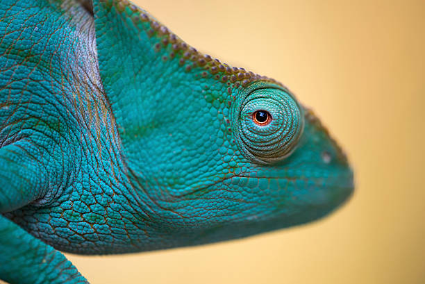 파소니 카멜레온 초상화의 여성 - chameleon reptile madagascar animal 뉴스 사진 이미지