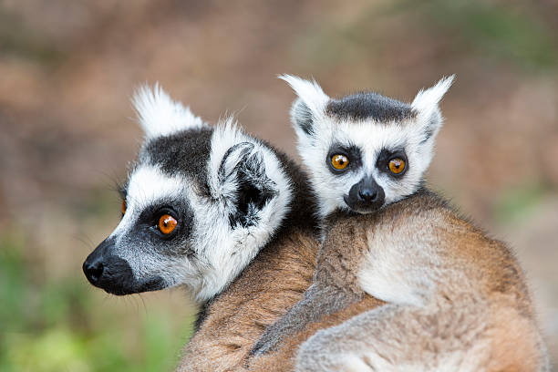 Lemur Catta Mother and Son in Cam Catta Madagascar