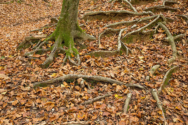 istock Tree roots with fallen leaves in autumn forest 621990824