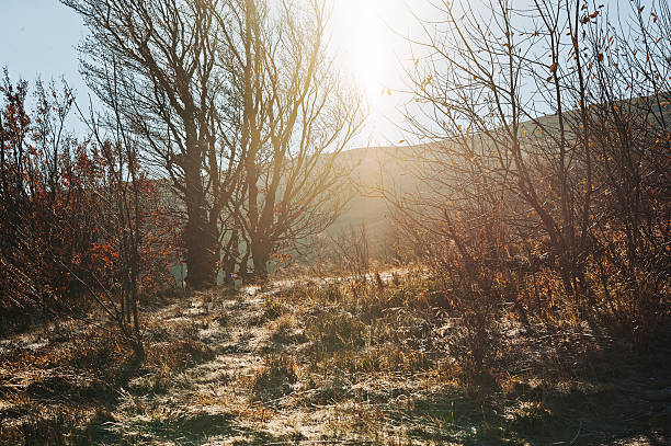 istock Trees and frozen grass on sun beam lights 621991086
