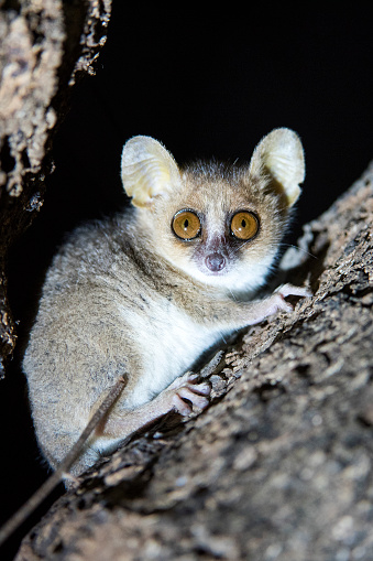 Mouse Lemur Aka Mort Stock Photo - Download Image Now - Mouse Lemur, Night, Madagascar - iStock Mouse Lemur Aka Mort Stock Photo - Download Image Now - Mouse Lemur, Night, Madagascar - iStock