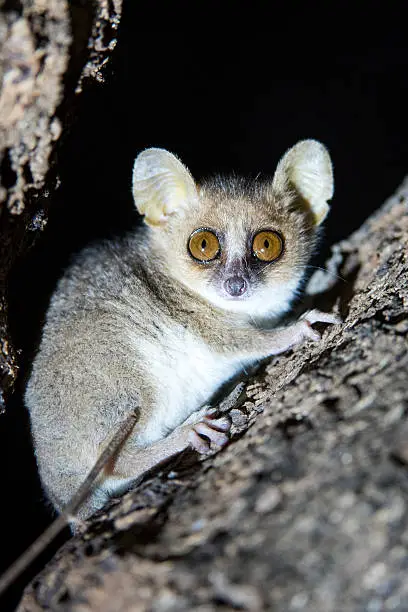 Photo of Mouse Lemur Aka Mort