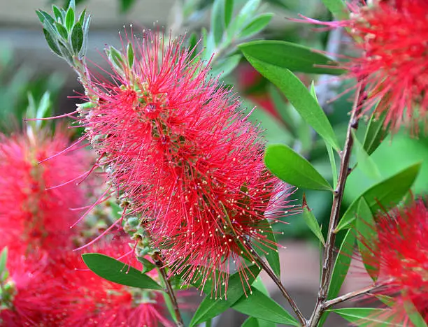 Bottlebrush plant colored red from tropical areas.