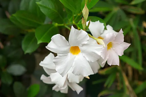 Photo of Mandevilla, Rocktrumpet flowers with white petals and yellow center