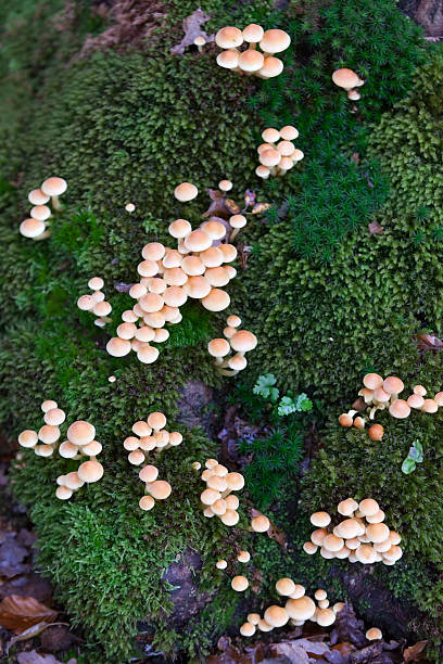 istock fungi on moss of tree trunk in autumnal forest 621992084