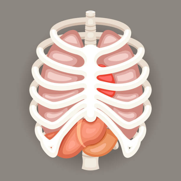 illustrazioni stock, clip art, cartoni animati e icone di tendenza di gabbia toracica polmoni cuore fegato stomaco organi interni icone e - rib cage