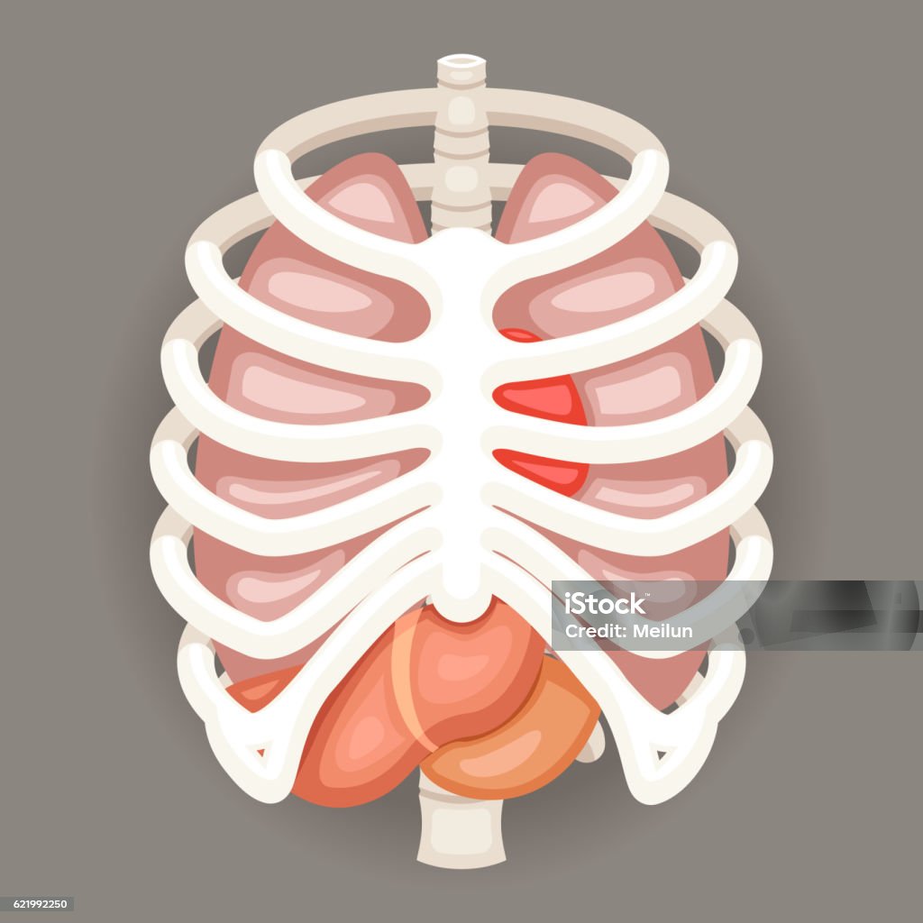 Rib Cage Lungs Heart Liver Stomach Iinternal Organs Icons and Rib Cage Lungs Heart Liver Stomach Iinternal Organs Icons Symbols Retro Cartoon Design Vector Illustration Human Rib Cage stock vector