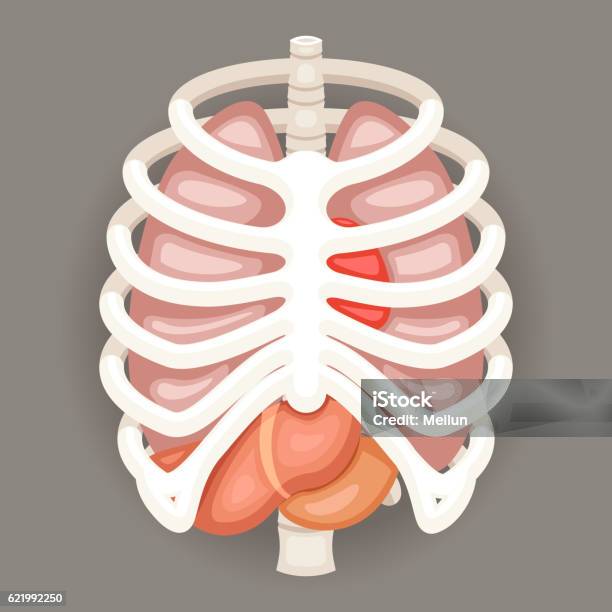 Rib Cage Lungs Heart Liver Stomach Iinternal Organs Icons And Stock Illustration - Download Image Now