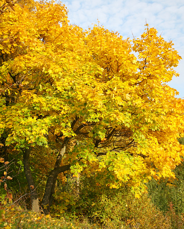 Yellow maple tree on a blue sky background