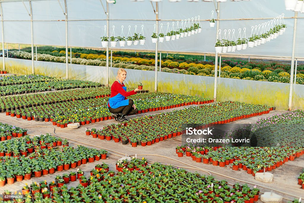 Scientist examining plant growth and development in greenhouse Image of mature woman working in plant nursery with potted flowers, taking care of plants, watering, fertilizing and applying neccessary treatment.Woman is 50-60 years old, in protective uniform. Image taken with Nikon D800, developed from RAW in XXXL size. Location: Novi Sad, Serbia, Europe 50-59 Years Stock Photo