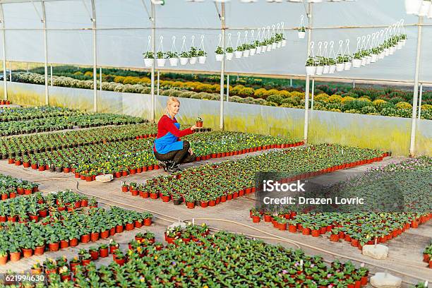 Scientist Examining Plant Growth And Development In Greenhouse Stock Photo - Download Image Now