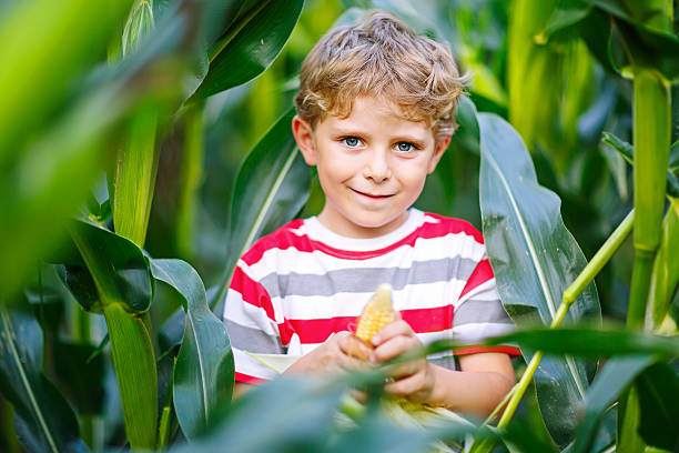 istock Kid boy with sweet corn on field outdoors 621995732