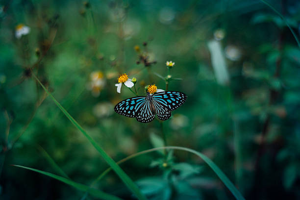 istock Field with butterfly and bokeh with beautiful plants flowers. 621996098