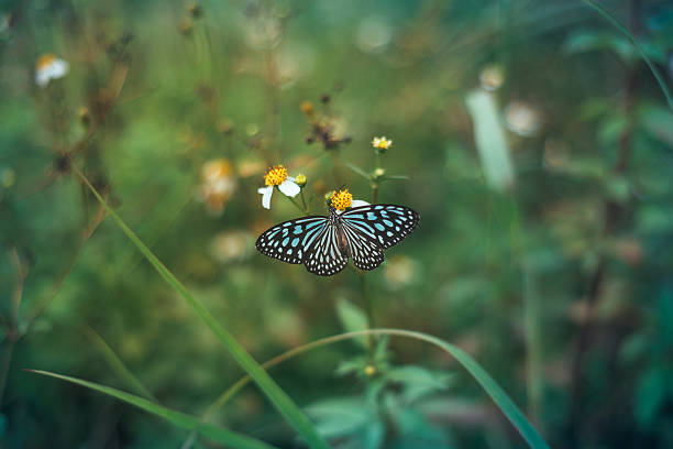 istock Field with butterfly and bokeh with beautiful plants flowers. 621996256