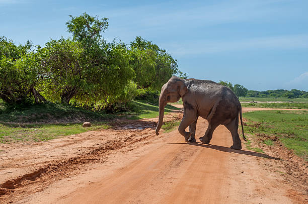 istock Safari, Elephant crossing the road 621996358