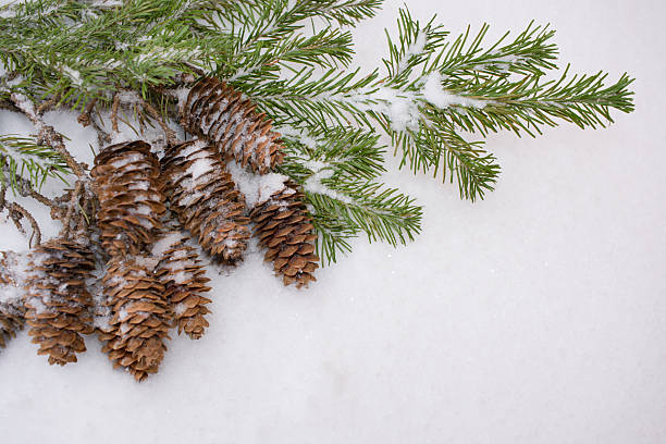 istock Spruce branches and cones on snow. Corner diagonal Christmas composition. 621997372