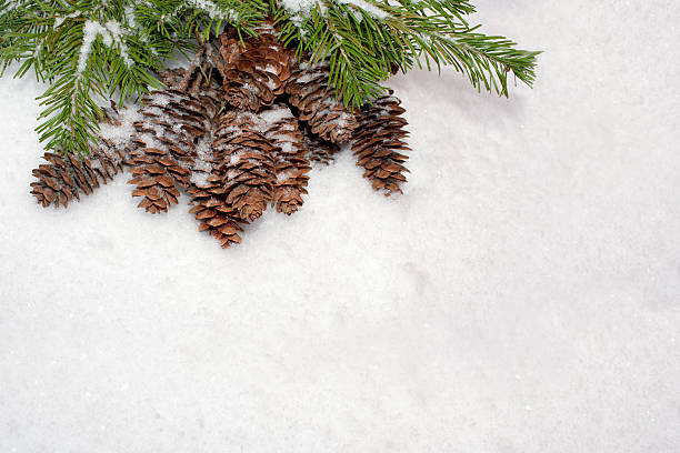 istock Christmas snow background. Spruce branches and cones. 621997384