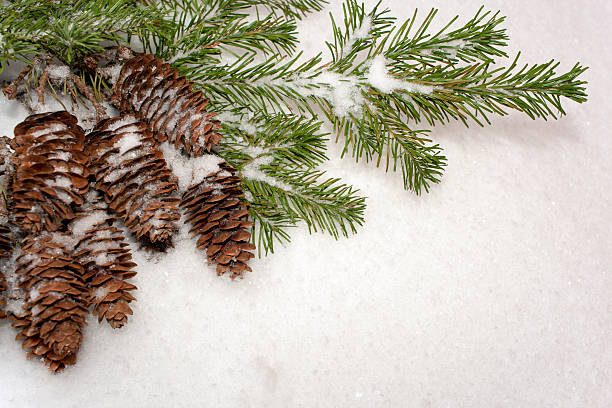 istock Cones bunch and spruce branches on snow. Diagonal Christmas background. 621997394