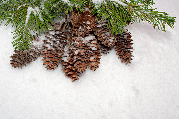 istock Christmas background. Spruce branches and cones on snow. 621997400