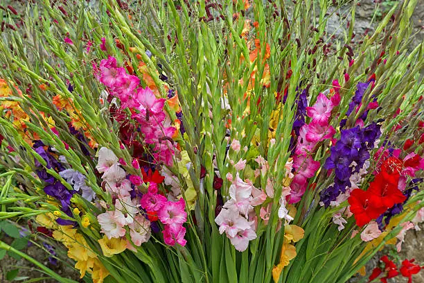 Closeup of colorful Gladiola flowers in pink purple yellow red white