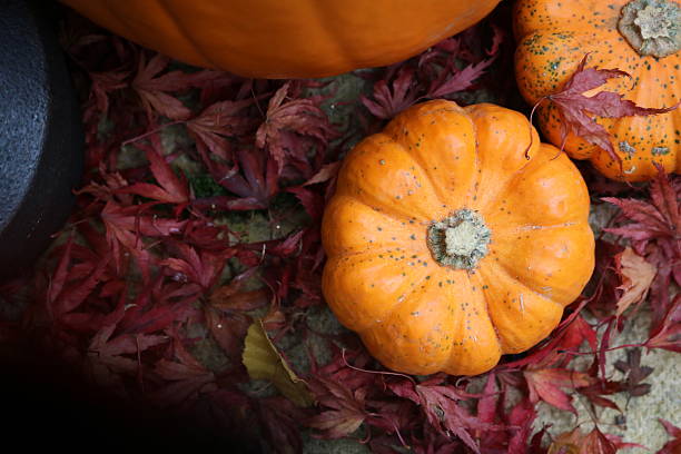 istock Dark leaves leading to lighter pumpkins 621997558