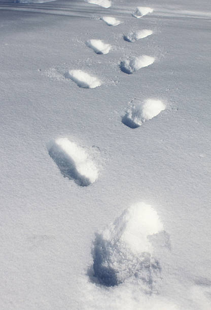 istock Traces in the snow 621997690