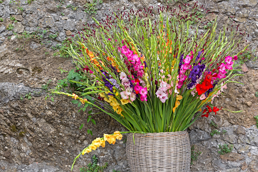 Colorful Gladiola flowers in pink purple yellow red white in basket against stone wall