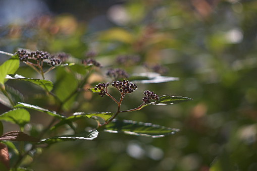 
Flowering shrubs spirea adorn city parks