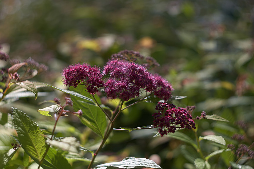 
Flowering shrubs spirea adorn city parks