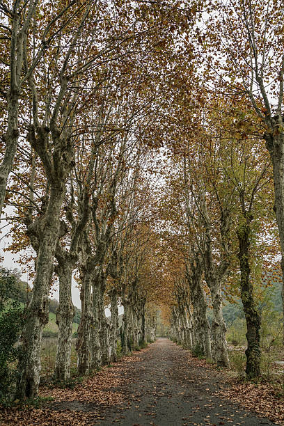 An empty road in rural area through tunnel of autumn trees with dried leaves fall on the ground