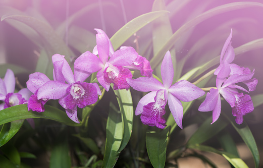 Hybrid light purple cattleya orchid flower on nature background, with pink filter