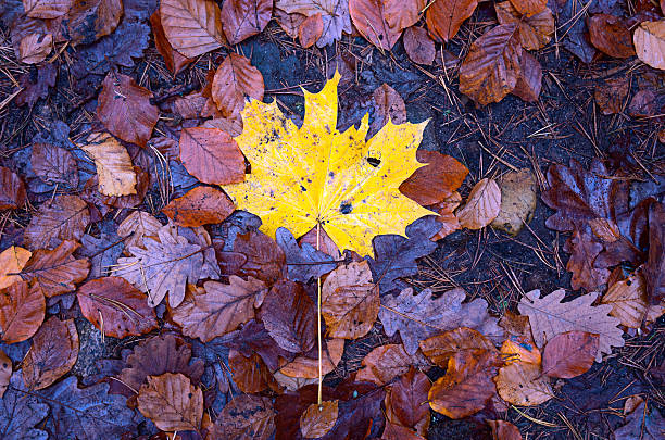istock Colorful autumn in the forest 622001252