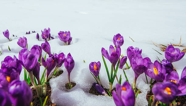 frühlingskrokusse im schmelzenden schnee - crocus blooming flower head temperate flower stock-fotos und bilder