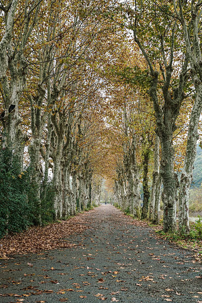 An empty road in rural area through tunnel of autumn trees with dried leaves fall on the ground