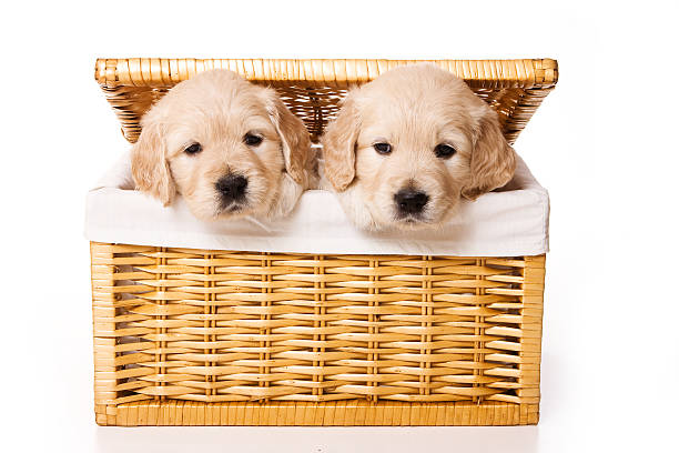 istock Two labrador puppy in a basket (isolated on white) 622002600