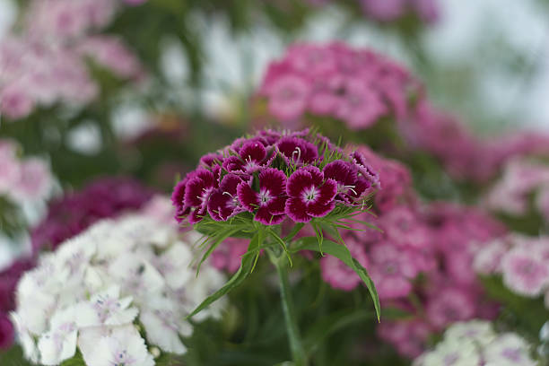 Dianthus barbatus 
Pink with pink border, among many other dianthus barbatus stock pictures, royalty-free photos & images