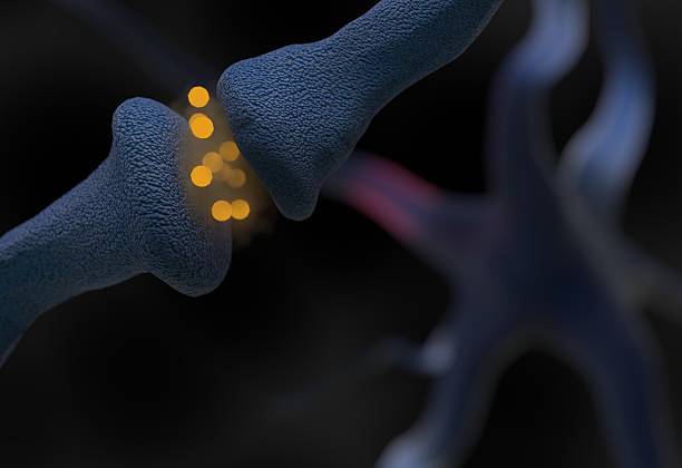 istock neurotransmitter synapse and neuron cells sending electrical signals 3d illustration 622003256