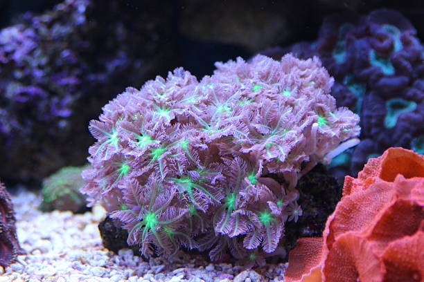 istock Amazing Clavularia Coral Polyps 622005688