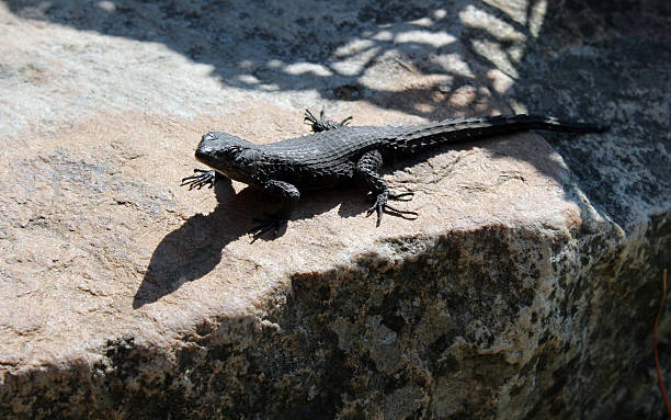 istock Gecko reptile south africa 622005720