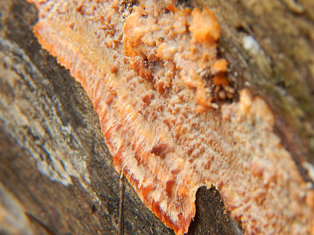 istock Wrinkled Crust Fungus 622006450