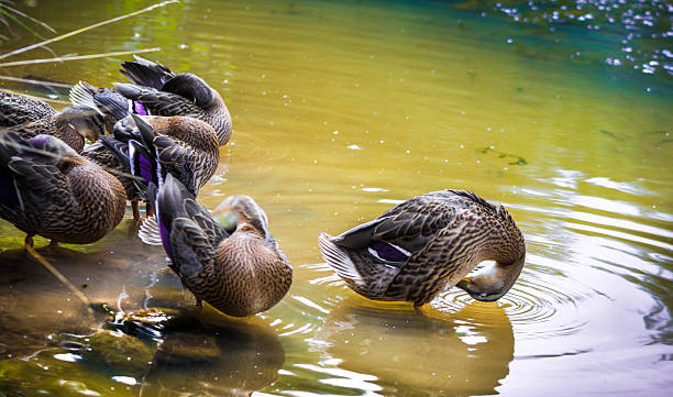 Bathing Ducks Mother duck and her brood bathing in the waters of a canal. thick chicks stock pictures, royalty-free photos & images