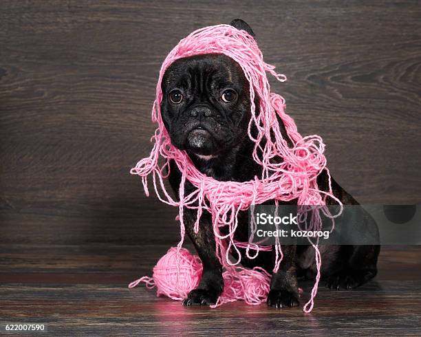 Funny Black Dog In Pink Intricate Threads Stock Photo - Download Image Now - Breaking, Chaos, Dog