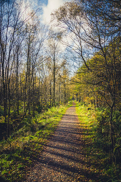istock Woodland path on a sunny day in autumn 622008090
