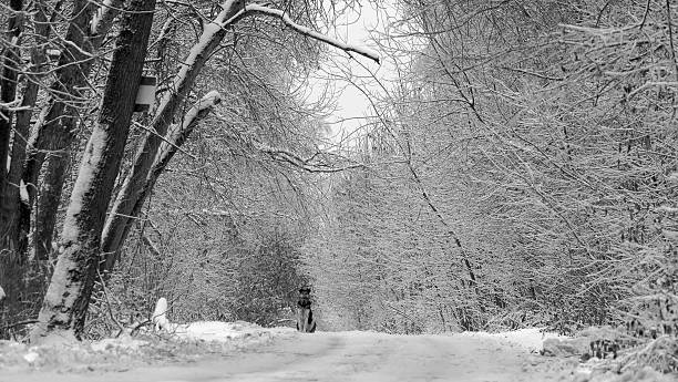 estrada de inverno na natureza - frend imagens e fotografias de stock