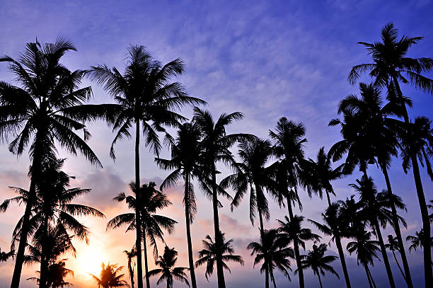 istock Silhouetted of coconut 622009886