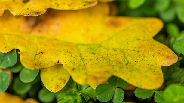 istock Yellow oak leaves on the grass. Autumn. Blurring background. 622011118